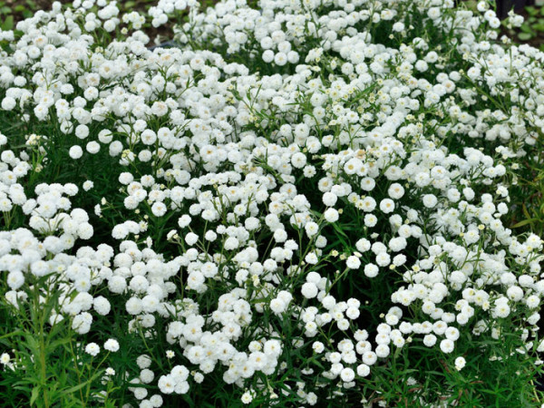 Achillea ptarmica &#039;The Pearl&#039; (Syn.&#039;Schneeball&#039;, &#039;die Perle&#039;), Sumpfschafgarbe, gefüllte Bertramsgarbe