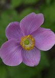 anemone-rosenschale56d854c21cedd