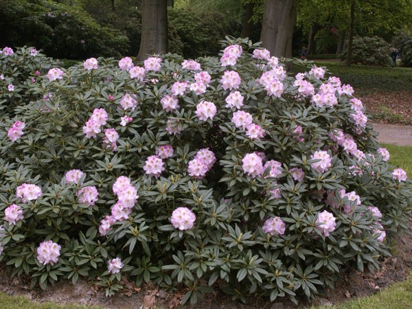 Rhododendron &#039;Brigitte