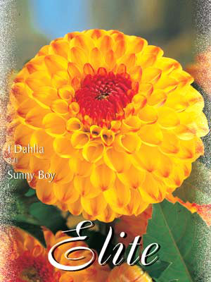 Ball-Dahlie &#039;Sunny Boy&#039;, Dahlia (Art.Nr. 520496)