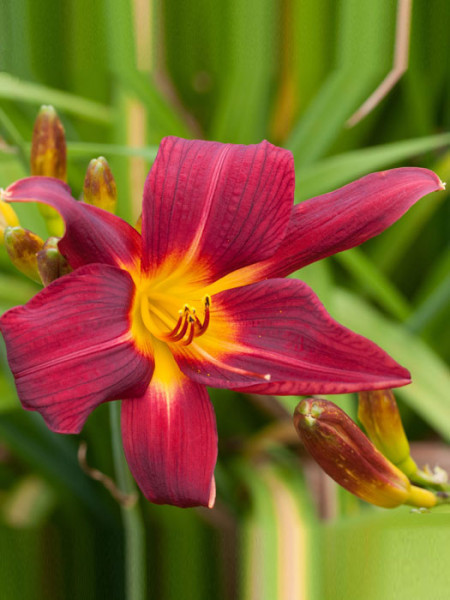 Hemerocallis x cultorum &#039;Chicago Apache&#039;, Garten-Taglilie