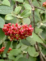 Viburnum lantana, Wolliger Schneeball