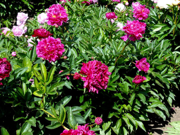 Paeonia lactiflora &#039;Karl Rosenfield&#039;, Edel-Pfingstrose