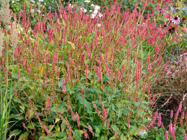 Bistorta (syn. Polygonum) amplexicaule &#039;Orange Field&#039; (syn. auch Persicaria), Kerzenknöterich, Wiesenknöterich