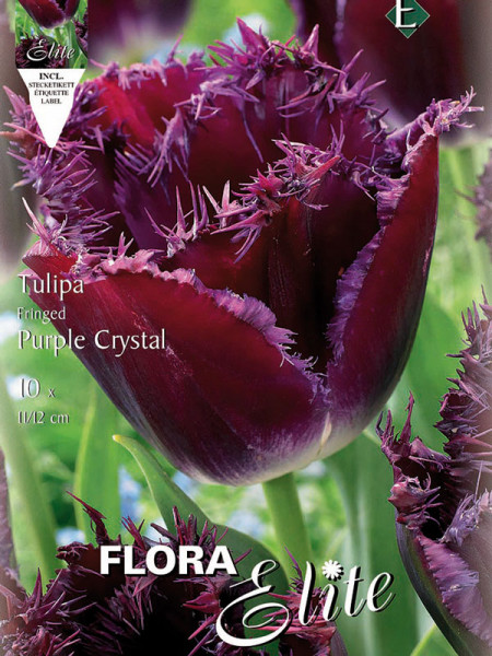 Tulpe Purple Crystal