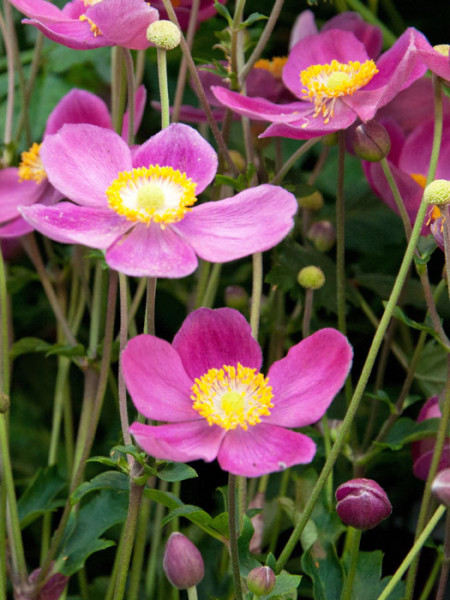Blütenpracht der Herbstanemone 'Pretty Lady Diana'