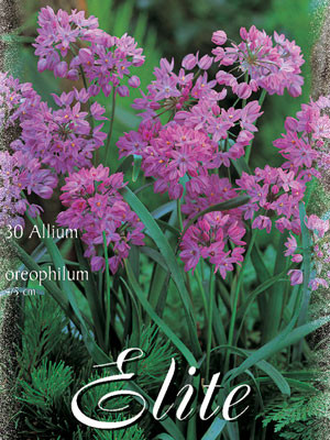 Allium &#039;Oreophilum&#039; (Art.Nr. 596328)