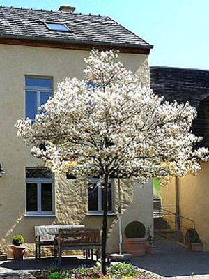 Amelanchier lamarckii, Felsenbirne - Hochstamm