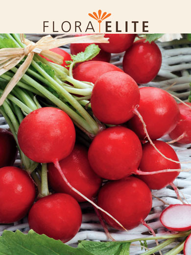 Radieschen 'Cherry Belle' (Art.Nr. 21345)