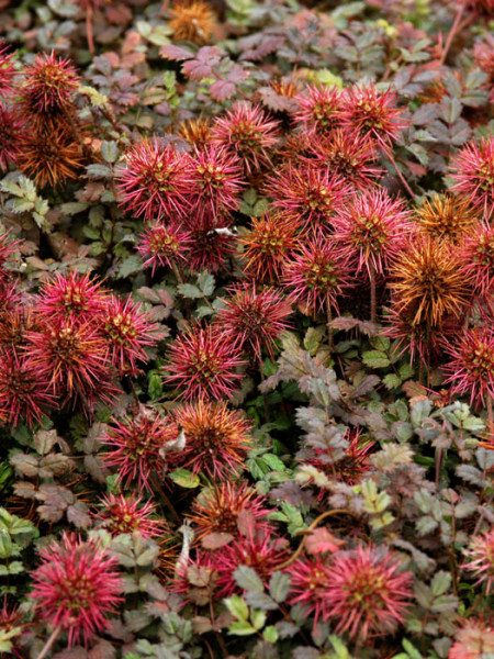 Rote Blüte des Stachelnüsschens 'Kupferteppich'