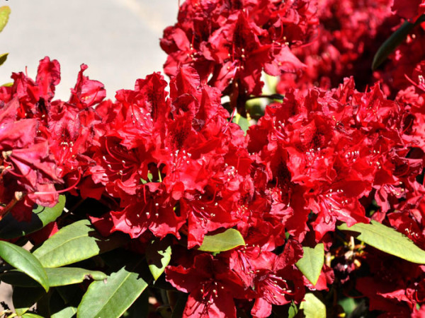 Rhododendron &#039;Erato&#039;