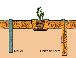 pflanzung_bambus