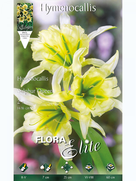 Schönhäutchen 'Sulphur Queen', Hymenocallis (Art.Nr. 5215120)