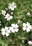 gypsophila-repens56d6f29b47ec1