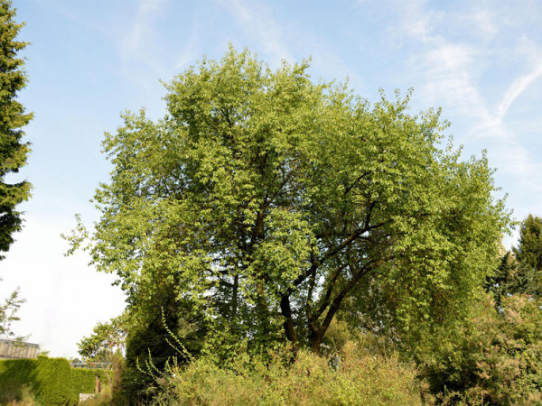 Prunus mahaleb, Steinweichsel
