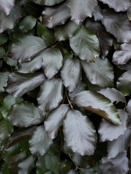 Fagus sylvatica &#039;Purpurea Pendula&#039;, Schwarzrote Hängeblutbuche