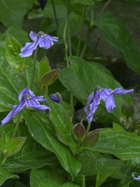 Clematis integrifolia, Ganzblättrige Waldrebe, Staudenclematis
