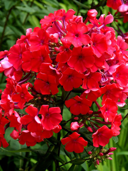 Phlox paniculata &#039;Starfire&#039; (M), Flammenblume, Sommerphlox