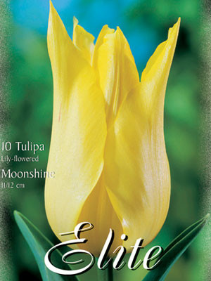 Lilienblütige Tulpe &#039;Moonshine&#039; (Art.Nr. 595476)