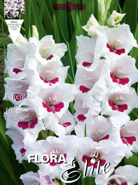 Großblumige Gladiole &#039;Fiorentina&#039;, Gladiolus (Art.Nr. 521259)