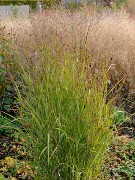 Panicum virgatum &#039;Shenandoah&#039; (M), Purpurne Ruten-Hirse