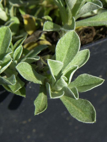 Antennaria doica var. borealis (M), weißes Katzenpfötchen, wolliges Katzenpfötchen