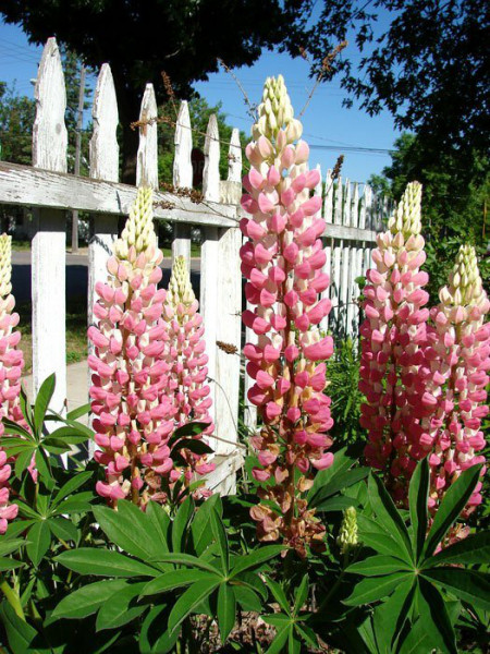 Lupinus polyphyllus &#039;Schlossfrau&#039;, Rosa Lupine, Wolfsbohne