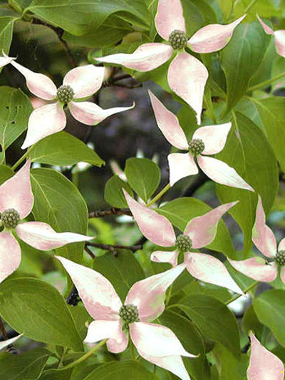 Blüte des Hartriegels 'Madame Butterfly'