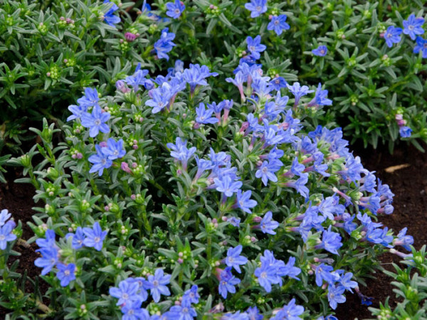 steinsame diffusa lithodora blauer südlicher wuchshöhe tiefblau blüte