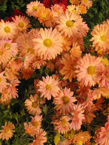 Chrysanthemum x hortorum &#039;Kleiner Bernstein&#039;, Winteraster, Herbst-Chrysantheme