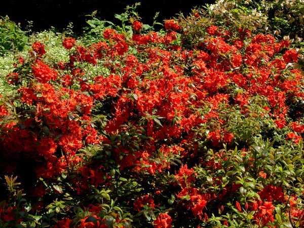 Rhododendron luteum &#039;Nabucco&#039;