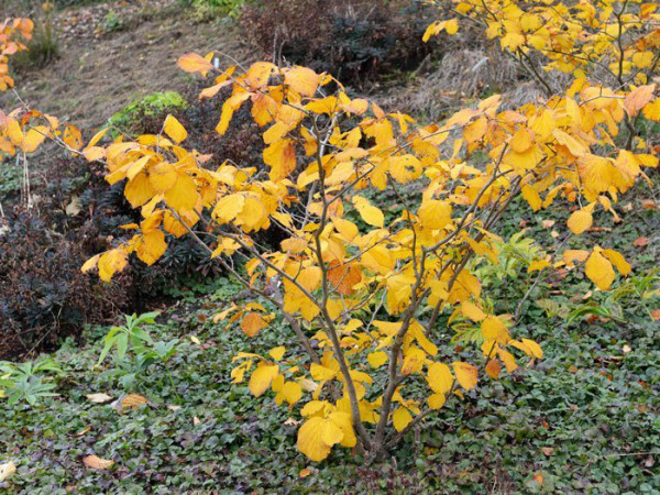 Herbstfärbung der Zaubernuss 'Aphrodite'