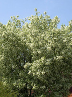 Prunus padus, Traubenkirsche