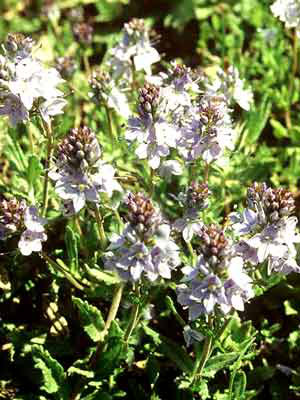 Veronica prostrata blau (M), Niederliegender Ehrenpreis