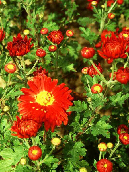 Chrysanthemum x hortorum &#039;Fellbacher Wein&#039;, Winteraster, Gartenchrysantheme