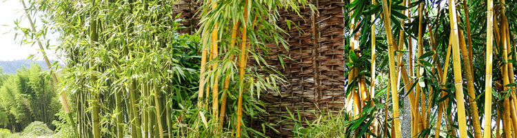 hochwachsende-bambus