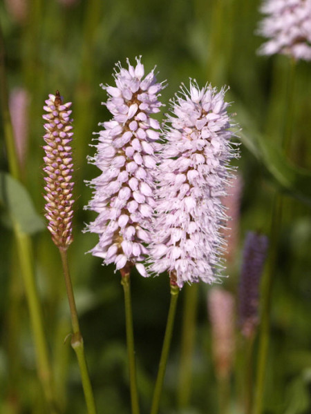 Bistorta (syn. Polygonum) officinalis &#039;Superbum&#039; (syn. auch Persicaria), Schlangenknöterich, Wiesenknöterich, Gartenknöterich