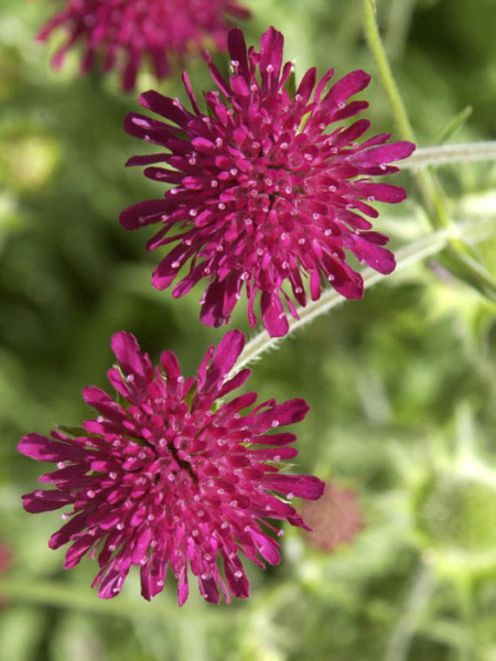 Knautia macedonica, Witwenblume, Knautie