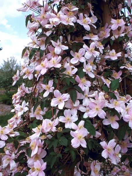 Blüte der Clematis 'Mayleen'