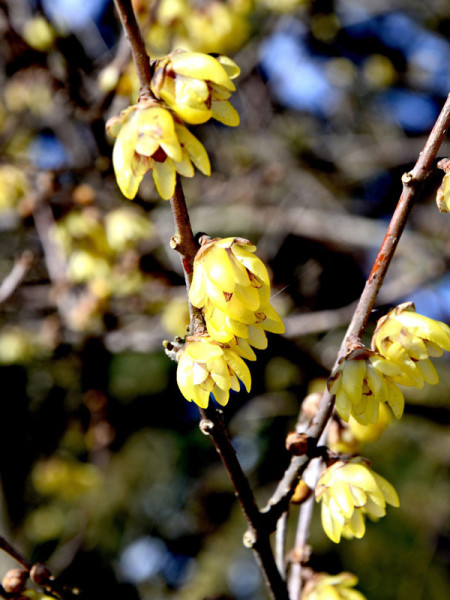 Chimonanthus praecox, Chinesische Winterblüte