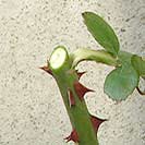 rosenpflege-1