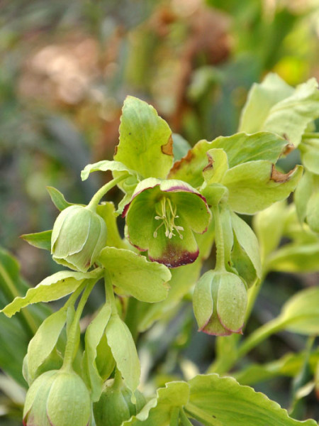 Helleborus foetidus (M), Palmblatt-Nieswurz, Palmblatt-Schneerose