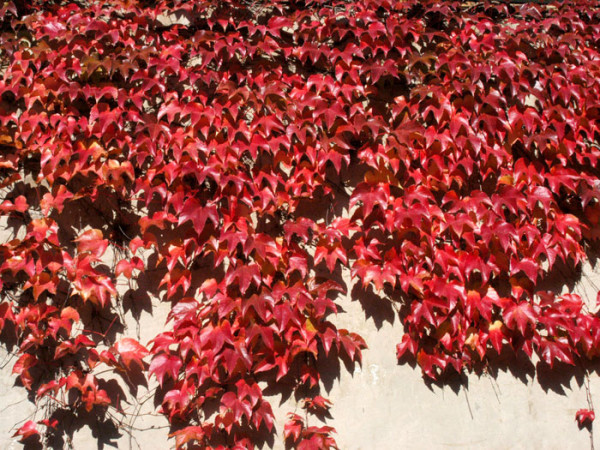 Jungfernrebe mit Herbstfärbung