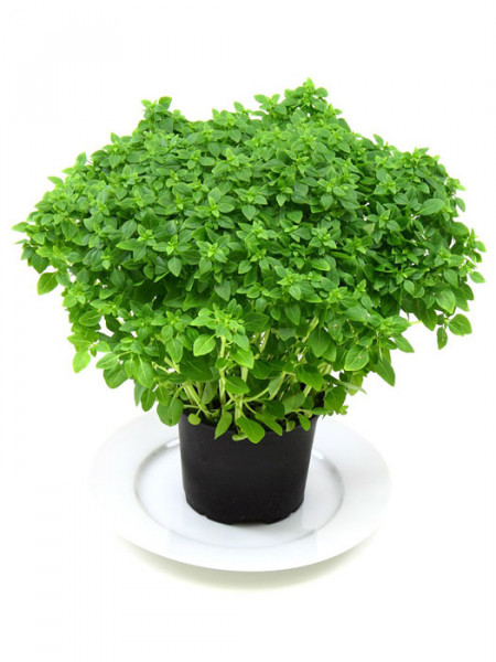 Kleinblättriges Basilikum, Ocimum basilicum