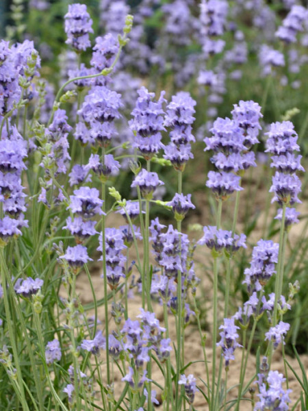 Lavandula x intermedia &#039;Grappenhall&#039; (Pale Pretender), Riesen-Lavendel, Provence-Lavendel