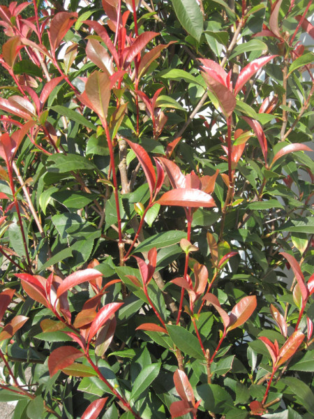 Photinia fraseri &#039;Dicker Toni&#039;, kompakte Glanzmispel