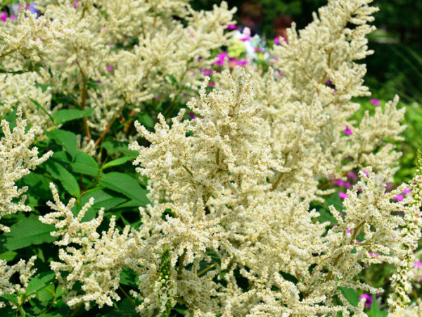 Persicaria x cultorum &#039;Johanniswolke&#039;, Staudenknöterich, Alpenknöterich