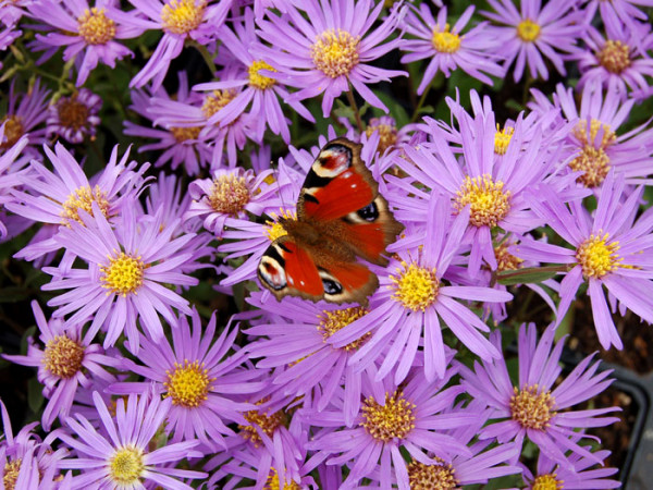 Aster amellus &#039;Sternkugel&#039;, Bergaster, Amellusaster