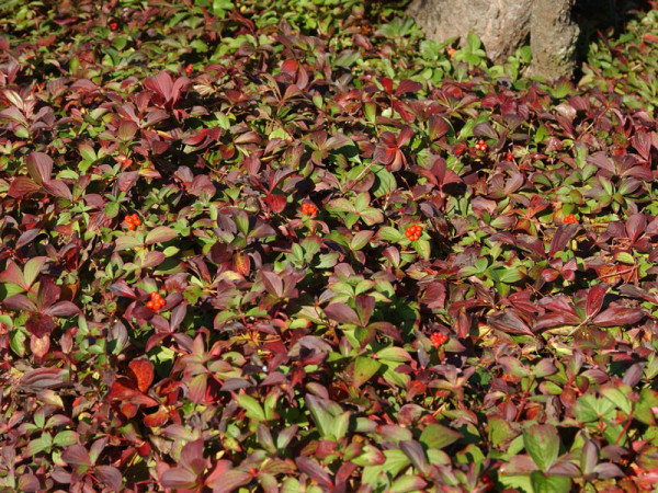 Cornus canadensis, Teppich-Hartriegel