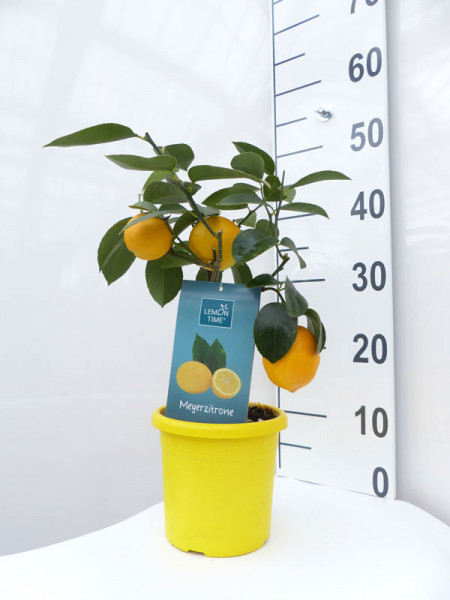 Zitronenbaum &#039;Meyerzitrone&#039; - Lemon Time®